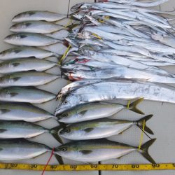 Hit Rush(ヒット ラッシュ) 釣果