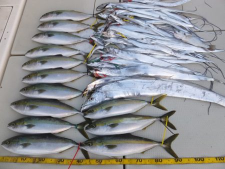 Hit Rush(ヒット ラッシュ） 釣果…