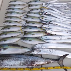 Hit Rush(ヒット ラッシュ) 釣果