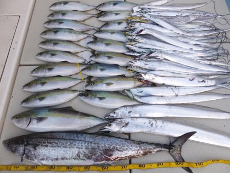 Hit Rush(ヒット ラッシュ) 釣果