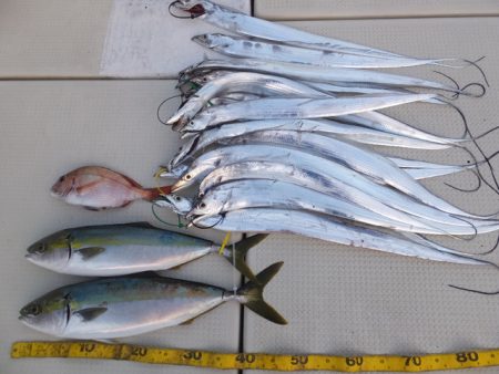 Hit Rush(ヒット ラッシュ） 釣果…