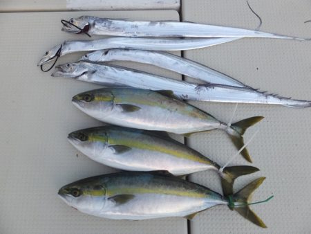 Hit Rush(ヒット ラッシュ） 釣果…