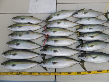 Hit Rush(ヒット ラッシュ） 釣果…