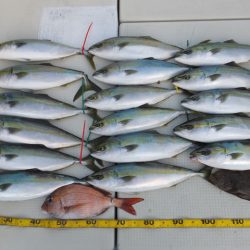 Hit Rush(ヒット ラッシュ) 釣果