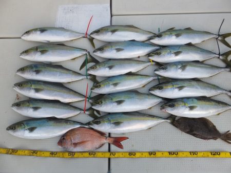 Hit Rush(ヒット ラッシュ） 釣果…