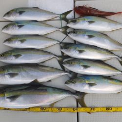 Hit Rush(ヒット ラッシュ) 釣果