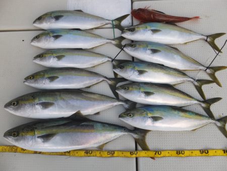 Hit Rush(ヒット ラッシュ） 釣果…