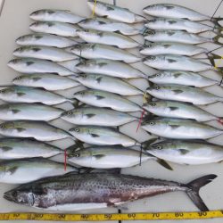 Hit Rush(ヒット ラッシュ) 釣果