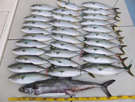 Hit Rush(ヒット ラッシュ) 釣果