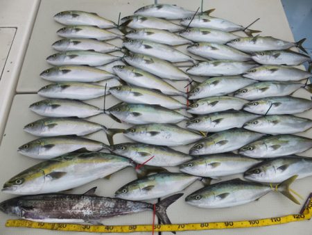 Hit Rush(ヒット ラッシュ） 釣果…