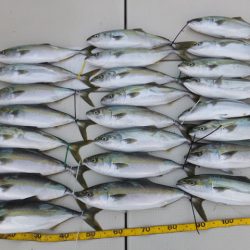 Hit Rush(ヒット ラッシュ) 釣果