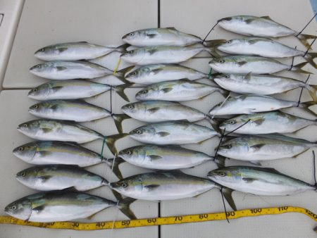 Hit Rush(ヒット ラッシュ） 釣果…