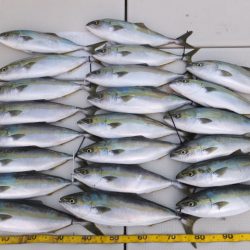 Hit Rush(ヒット ラッシュ） 釣果