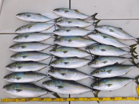 Hit Rush(ヒット ラッシュ） 釣果…