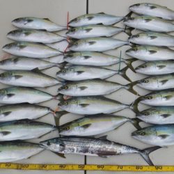 Hit Rush(ヒット ラッシュ) 釣果