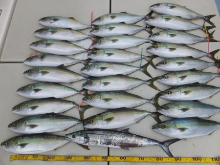 Hit Rush(ヒット ラッシュ） 釣果…