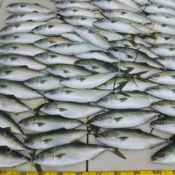 Hit Rush(ヒット ラッシュ) 釣果