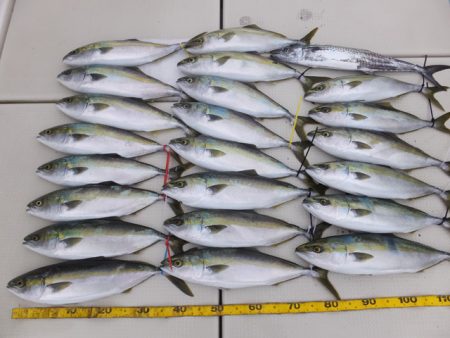 Hit Rush(ヒット ラッシュ） 釣果…