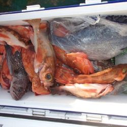 第二むつ漁丸 釣果