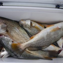 遊漁船 幸友丸 釣果