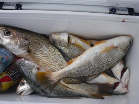 遊漁船 幸友丸 釣果