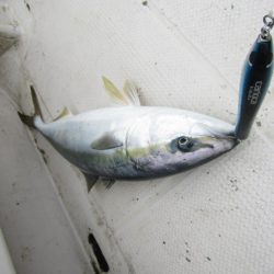 ジギング船 BLUEWATER 釣果