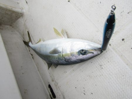 ジギング船 BLUEWATER 釣果