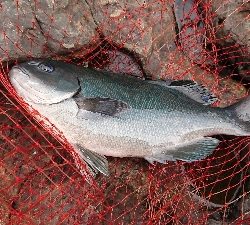 安岡渡船 ハシガハエ