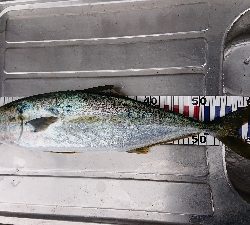 トップでヒラマサ