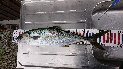 トップでヒラマサ