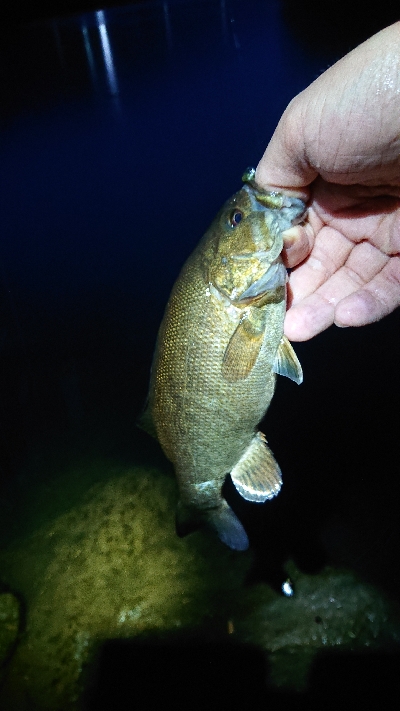 平成最後の釣りで…