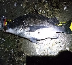 太田川放水路チニング