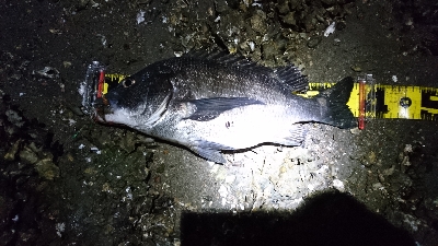 太田川放水路チニング