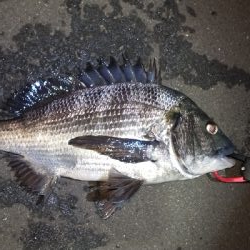 シーバス、チヌ狙い