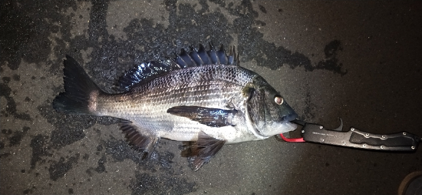 シーバス、チヌ狙い