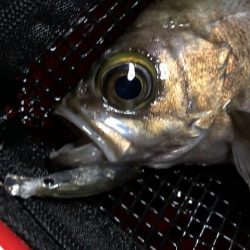 二見メバリング11