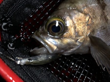 二見メバリング11