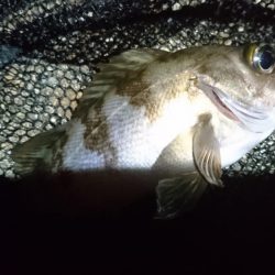 爆風！！風裏メバリング