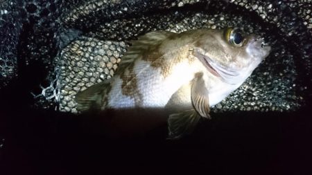 爆風！！風裏メバリング