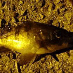 癒しのメバリング