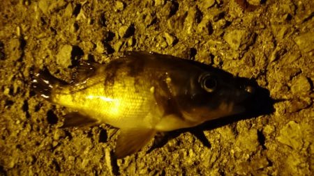 癒しのメバリング