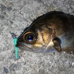 アジ&サバにフラれてメバリング