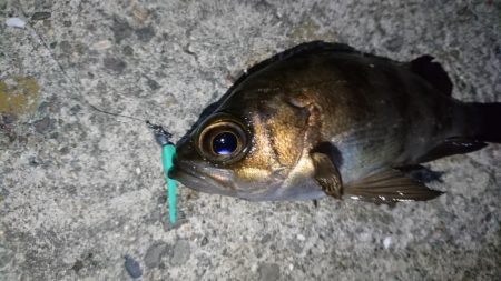 アジ&サバにフラれてメバリング