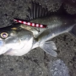 バチ抜けシーバス