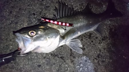 バチ抜けシーバス