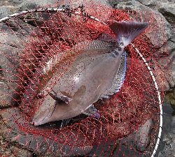 安岡渡船 ハシガハエ