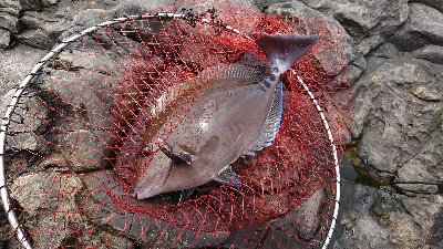 安岡渡船 ハシガハエ