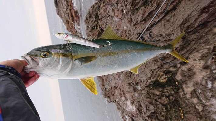 トップでヒラマサ