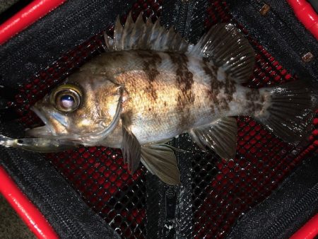 二見メバリング11