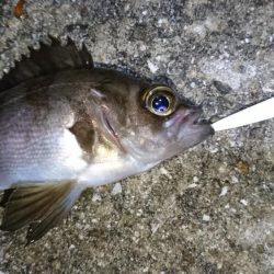 雨が降ってきたので撤退！！